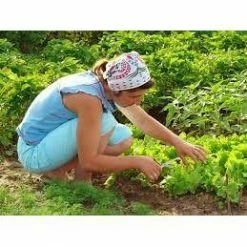 Best Pirce 👍 2.5 Gal. Organic Weed Killer Herbicide Concentrated by Avenger Weed Killer ⌛ -Organic Gardening Shop avenger weed killer organic weed killer avgr conct 2 5gal 1f 1000