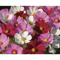 Wholesale 𧨠Organic Flowers Seeds Variety (5-pack) by Back to the Roots β 9 Wholesale 𧨠Organic Flowers Seeds Variety (5-pack) by Back to the Roots β -Organic Gardening Shop back to the roots flower seeds 50074 1f 1000