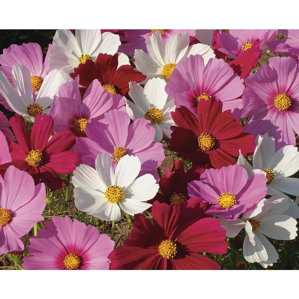 Wholesale 𧨠Organic Flowers Seeds Variety (5-pack) by Back to the Roots β 4 Wholesale 𧨠Organic Flowers Seeds Variety (5-pack) by Back to the Roots β - Image 4