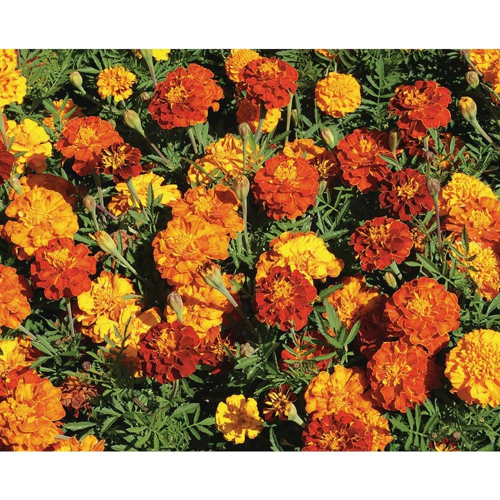 Wholesale 𧨠Organic Flowers Seeds Variety (5-pack) by Back to the Roots β 5 Wholesale 𧨠Organic Flowers Seeds Variety (5-pack) by Back to the Roots β - Image 5