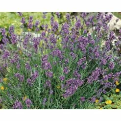 Wholesale 𧨠Organic Flowers Seeds Variety (5-pack) by Back to the Roots β 8 Wholesale 𧨠Organic Flowers Seeds Variety (5-pack) by Back to the Roots β -Organic Gardening Shop back to the roots flower seeds 50074 4f 1000