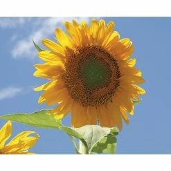 Wholesale 𧨠Organic Flowers Seeds Variety (5-pack) by Back to the Roots β 11 Wholesale 𧨠Organic Flowers Seeds Variety (5-pack) by Back to the Roots β -Organic Gardening Shop back to the roots flower seeds 50074 fa 1000