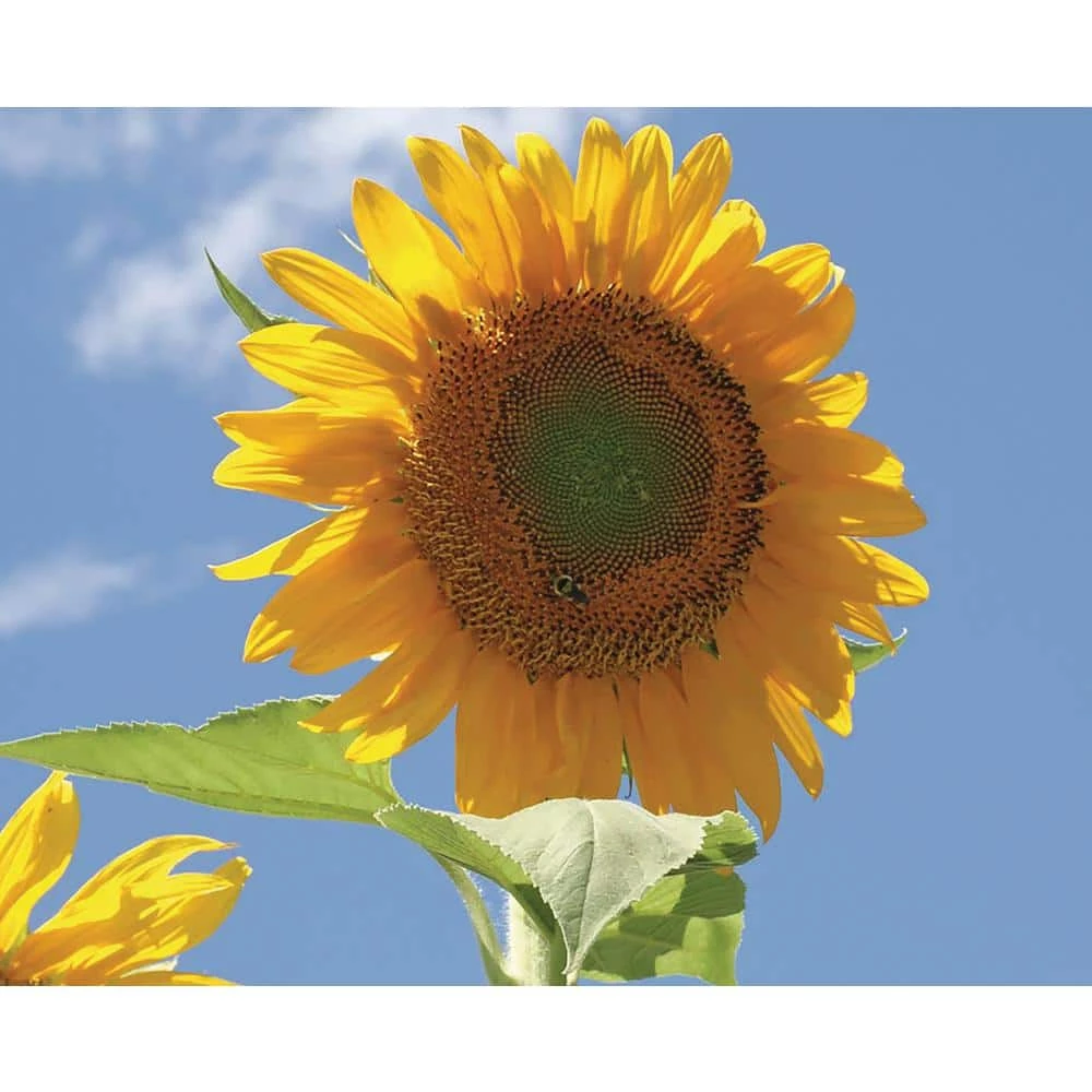 Wholesale 𧨠Organic Flowers Seeds Variety (5-pack) by Back to the Roots β 6 Wholesale 𧨠Organic Flowers Seeds Variety (5-pack) by Back to the Roots β - Image 6