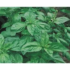 Wholesale ⭐ Organic Herb Seeds Variety (5-Pack) by Back to the Roots 👍 -Organic Gardening Shop back to the roots herb seeds 50060 1f 1000