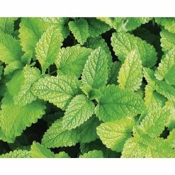 Wholesale ⭐ Organic Herb Seeds Variety (5-Pack) by Back to the Roots 👍 -Organic Gardening Shop back to the roots herb seeds 50060 44 1000