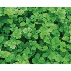 Wholesale ⭐ Organic Herb Seeds Variety (5-Pack) by Back to the Roots 👍 -Organic Gardening Shop back to the roots herb seeds 50060 4f 1000