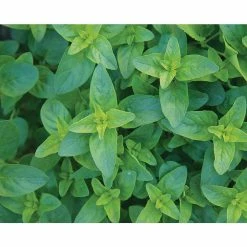 Wholesale ⭐ Organic Herb Seeds Variety (5-Pack) by Back to the Roots 👍 -Organic Gardening Shop back to the roots herb seeds 50060 fa 1000