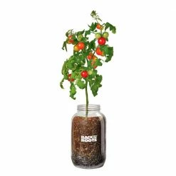 Brand new 😉 Windowsill Organic Cherry Tomato Grow Kit by Back to the Roots ✔️ -Organic Gardening Shop back to the roots organic vegetable plants 25100 44 1000