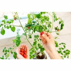 Brand new 😉 Windowsill Organic Cherry Tomato Grow Kit by Back to the Roots ✔️ -Organic Gardening Shop back to the roots organic vegetable plants 25100 4f 1000