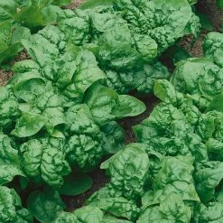 Hot Sale π― Organic Bloomsdale Spinach Seed (1-Pack) by Back to the Roots β¨ 7 Hot Sale π― Organic Bloomsdale Spinach Seed (1-Pack) by Back to the Roots β¨ -Organic Gardening Shop back to the roots organic vegetable seeds 46031 4f 1000