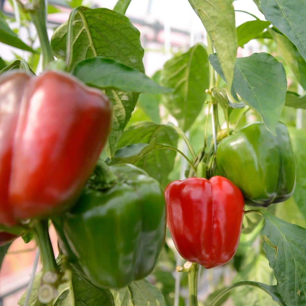 New β€οΈ Organic Sweet Cal Wonder Bell Pepper Seed (1-Pack) by Back to the Roots π 3 New β€οΈ Organic Sweet Cal Wonder Bell Pepper Seed (1-Pack) by Back to the Roots π - Image 3