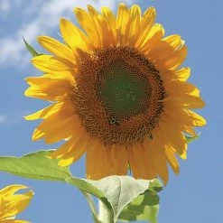 Budget 🔔 Organic Mammoth Grey Stripe Sunflower Seed (1-Pack) by Back to the Roots 🧨 -Organic Gardening Shop back to the roots organic vegetable seeds 46082 4f 1000