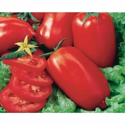 Wholesale ✨ Organic Heirloom Tomato Vegetable Seeds Variety (5-Pack) by Back to the Roots 😀 -Organic Gardening Shop back to the roots organic vegetable seeds 50061 1f 1000