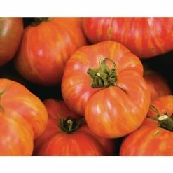 Wholesale ✨ Organic Heirloom Tomato Vegetable Seeds Variety (5-Pack) by Back to the Roots 😀 -Organic Gardening Shop back to the roots organic vegetable seeds 50061 76 1000