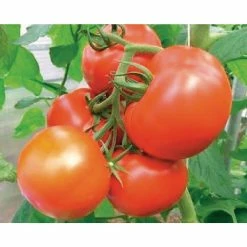 Wholesale ✨ Organic Heirloom Tomato Vegetable Seeds Variety (5-Pack) by Back to the Roots 😀 -Organic Gardening Shop back to the roots organic vegetable seeds 50061 fa 1000