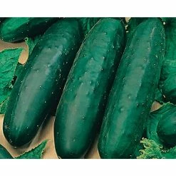 Discount 🎉 Organic Vegetable Seeds Variety (5-Pack) by Back to the Roots 🔥 -Organic Gardening Shop back to the roots organic vegetable seeds 50062 1f 1000