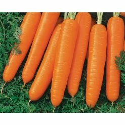 Discount 🎉 Organic Vegetable Seeds Variety (5-Pack) by Back to the Roots 🔥 -Organic Gardening Shop back to the roots organic vegetable seeds 50062 76 1000