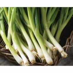 Discount 🎉 Organic Vegetable Seeds Variety (5-Pack) by Back to the Roots 🔥 -Organic Gardening Shop back to the roots organic vegetable seeds 50062 fa 1000