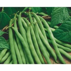 Top 10 👍 Organic 🌞 Summer Seeds Variety (7-Pack) by Back to the Roots ✔️ -Organic Gardening Shop back to the roots organic vegetable seeds 50065 1f 1000