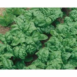 Flash Sale βοΈ Organic Leafy Greens Vegetable Seeds Variety (5-Pack) by Back to the Roots π 10 Flash Sale βοΈ Organic Leafy Greens Vegetable Seeds Variety (5-Pack) by Back to the Roots π -Organic Gardening Shop back to the roots organic vegetable seeds 50072 1f 1000
