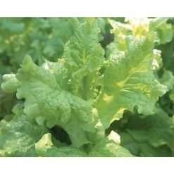 Flash Sale βοΈ Organic Leafy Greens Vegetable Seeds Variety (5-Pack) by Back to the Roots π 11 Flash Sale βοΈ Organic Leafy Greens Vegetable Seeds Variety (5-Pack) by Back to the Roots π -Organic Gardening Shop back to the roots organic vegetable seeds 50072 44 1000