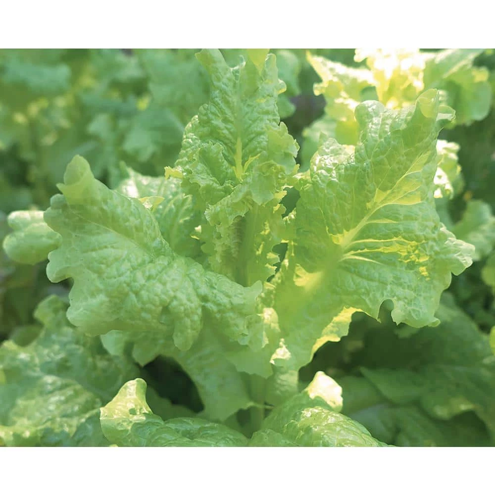 Flash Sale βοΈ Organic Leafy Greens Vegetable Seeds Variety (5-Pack) by Back to the Roots π 5 Flash Sale βοΈ Organic Leafy Greens Vegetable Seeds Variety (5-Pack) by Back to the Roots π - Image 5