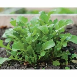 Flash Sale βοΈ Organic Leafy Greens Vegetable Seeds Variety (5-Pack) by Back to the Roots π 9 Flash Sale βοΈ Organic Leafy Greens Vegetable Seeds Variety (5-Pack) by Back to the Roots π -Organic Gardening Shop back to the roots organic vegetable seeds 50072 4f 1000