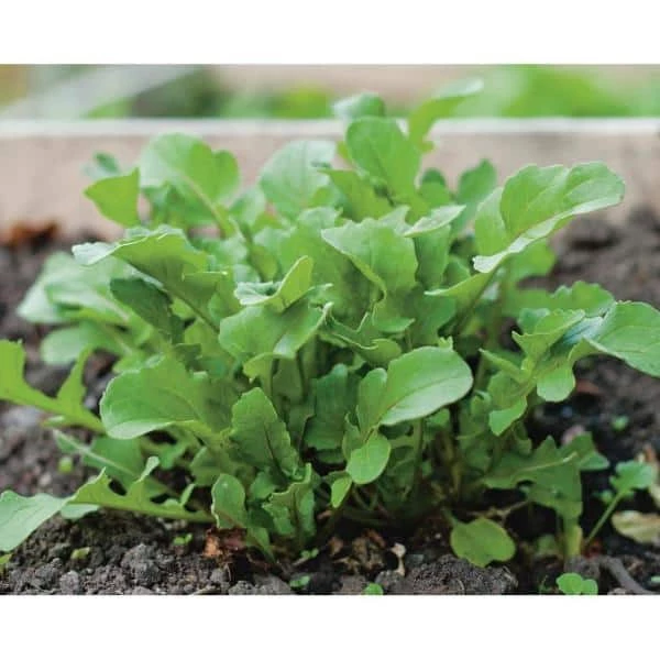 Flash Sale βοΈ Organic Leafy Greens Vegetable Seeds Variety (5-Pack) by Back to the Roots π 3 Flash Sale βοΈ Organic Leafy Greens Vegetable Seeds Variety (5-Pack) by Back to the Roots π - Image 3