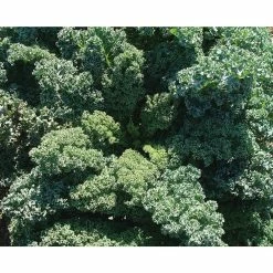 Flash Sale βοΈ Organic Leafy Greens Vegetable Seeds Variety (5-Pack) by Back to the Roots π 13 Flash Sale βοΈ Organic Leafy Greens Vegetable Seeds Variety (5-Pack) by Back to the Roots π -Organic Gardening Shop back to the roots organic vegetable seeds 50072 76 1000