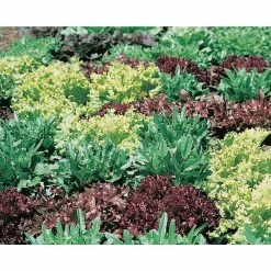 Flash Sale βοΈ Organic Leafy Greens Vegetable Seeds Variety (5-Pack) by Back to the Roots π 12 Flash Sale βοΈ Organic Leafy Greens Vegetable Seeds Variety (5-Pack) by Back to the Roots π -Organic Gardening Shop back to the roots organic vegetable seeds 50072 fa 1000