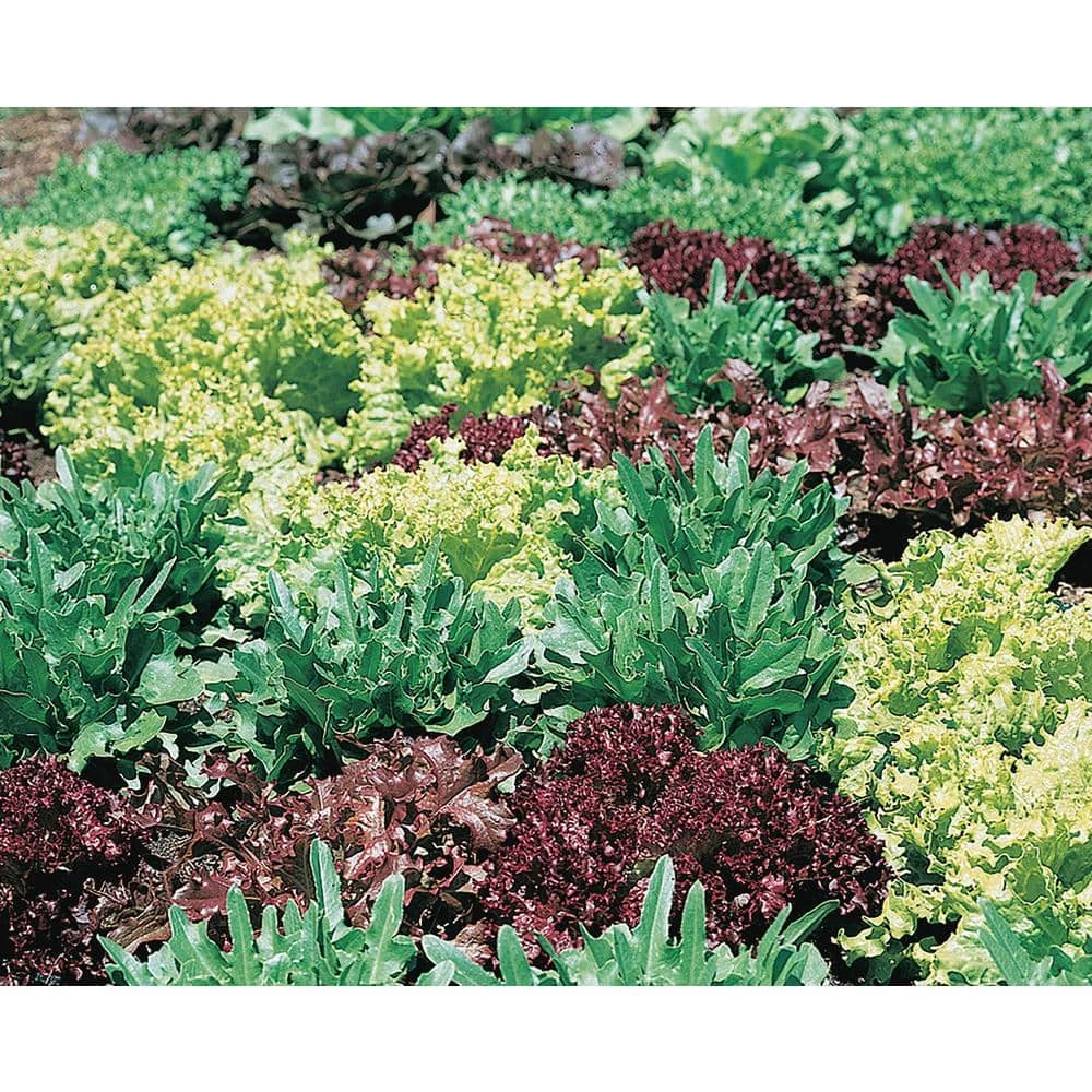 Flash Sale βοΈ Organic Leafy Greens Vegetable Seeds Variety (5-Pack) by Back to the Roots π 6 Flash Sale βοΈ Organic Leafy Greens Vegetable Seeds Variety (5-Pack) by Back to the Roots π - Image 6