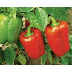 Top 10 ⌛ Organic Peppers Vegetable Seeds Variety (5-Pack) by Back to the Roots 🎁 -Organic Gardening Shop back to the roots organic vegetable seeds 50073 1f 1000