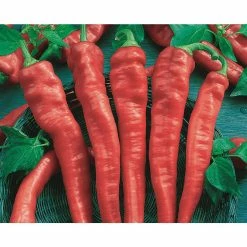 Top 10 ⌛ Organic Peppers Vegetable Seeds Variety (5-Pack) by Back to the Roots 🎁 -Organic Gardening Shop back to the roots organic vegetable seeds 50073 44 1000