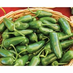 Top 10 ⌛ Organic Peppers Vegetable Seeds Variety (5-Pack) by Back to the Roots 🎁 -Organic Gardening Shop back to the roots organic vegetable seeds 50073 4f 1000