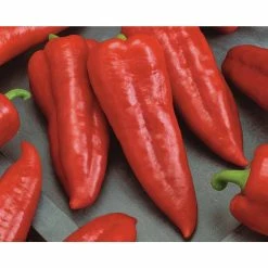Top 10 ⌛ Organic Peppers Vegetable Seeds Variety (5-Pack) by Back to the Roots 🎁 -Organic Gardening Shop back to the roots organic vegetable seeds 50073 76 1000