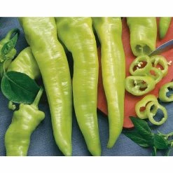 Top 10 ⌛ Organic Peppers Vegetable Seeds Variety (5-Pack) by Back to the Roots 🎁 -Organic Gardening Shop back to the roots organic vegetable seeds 50073 fa 1000