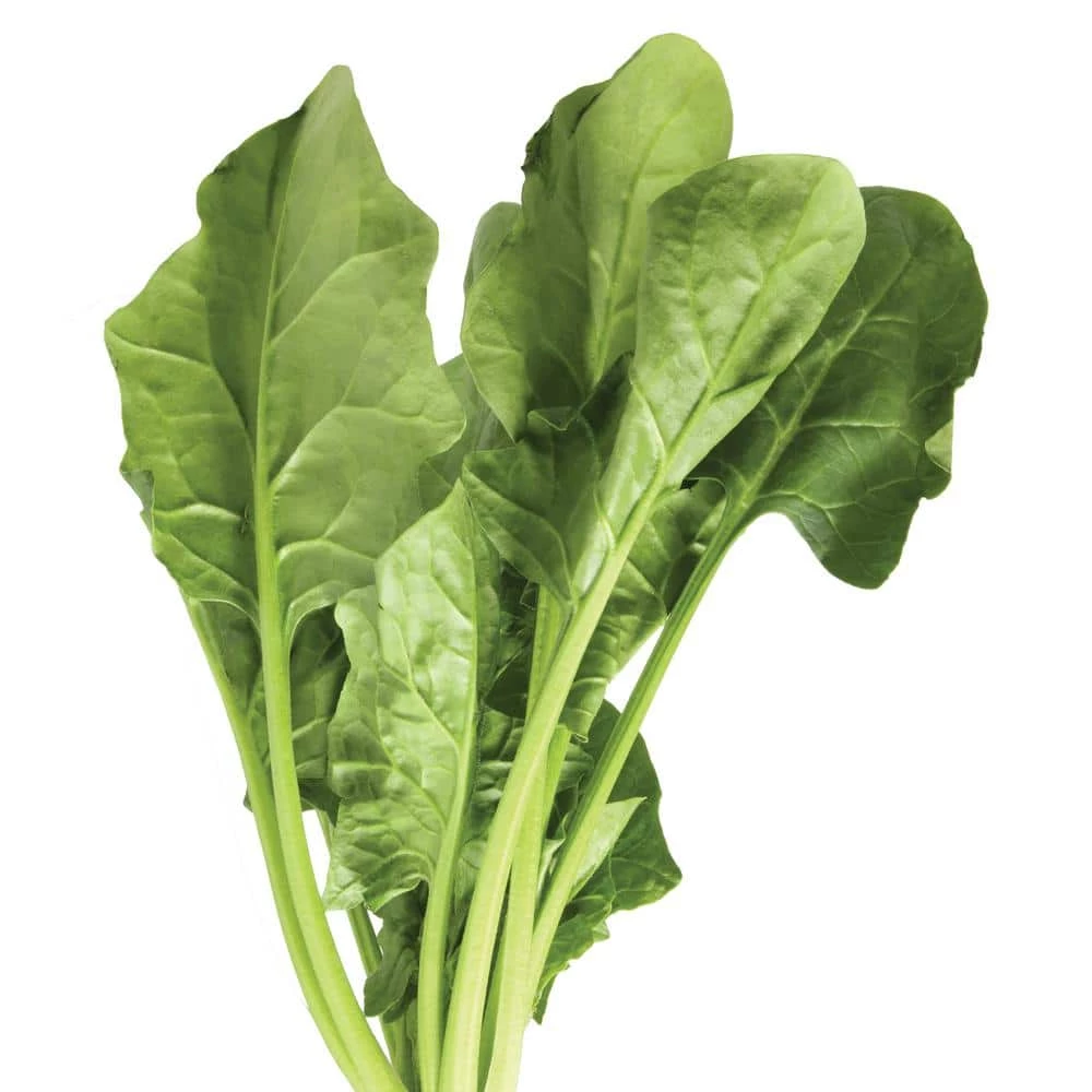 Buy π Natural & Organic 3 lbs. Blood Meal Granule Plant Food (3-Pack) by Burpee π 2 Buy π Natural & Organic 3 lbs. Blood Meal Granule Plant Food (3-Pack) by Burpee π - Image 2