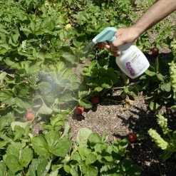 Coupon ✨ 24 oz. Natural Garden Insect Killer with Plant-Based Rosemary Oil and Peppermint Oil, Ready-to-Use Spray Bottle (2-Pack) by EcoSmart 🧨 -Organic Gardening Shop ecosmart bug killer spray ecsm 33624 01ec d4 1000