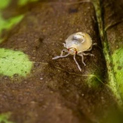 Wholesale 😉 32 oz. Fungicide Ready to Use by Garden Safe 😉 -Organic Gardening Shop garden safe organic disease control hg 93215 44 1000