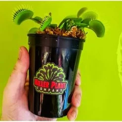 Top 10 🌟 Carnivorous Plant Soil - Sphagnum Peat Moss Perlite Mix 1:1 Ratio - For Venus Fly Traps, Sundews, and Pitcher Plants by KILLER PLANT COMPANY 😀 -Organic Gardening Shop garden soil 1 44 1000