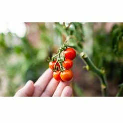 Top 10 😀 OMRI Listed 20 Qt. Tomato and Vegetable Planting Soil Bag (2-Pack) by Coast of Maine 😀 -Organic Gardening Shop garden soil 2 x 1cbtvs20qt 1f 1000