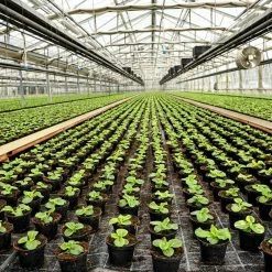 Outlet π₯ IndiCanja Organic Living Plant Based Compost Soil (2-Pack) by PURPLE COW ORGANICS π 17 Outlet π₯ IndiCanja Organic Living Plant Based Compost Soil (2-Pack) by PURPLE COW ORGANICS π -Organic Gardening Shop garden soil 2 x b07zg172z4 31 1000