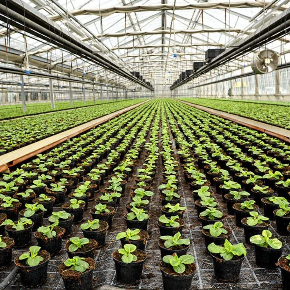 Outlet π₯ IndiCanja Organic Living Plant Based Compost Soil (2-Pack) by PURPLE COW ORGANICS π 9 Outlet π₯ IndiCanja Organic Living Plant Based Compost Soil (2-Pack) by PURPLE COW ORGANICS π - Image 9