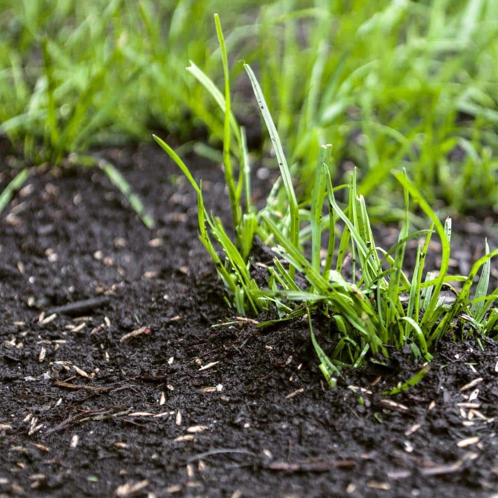 Flash Sale β 1 cu. ft. Steer Manure Compost Blend by Unbranded π 2 Flash Sale β 1 cu. ft. Steer Manure Compost Blend by Unbranded π - Image 2