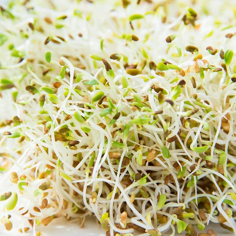 Outlet π Sprouts Organic Spring Salad (4 oz. Seed Packet) by Gurney's π 1 Outlet π Sprouts Organic Spring Salad (4 oz. Seed Packet) by Gurney's π