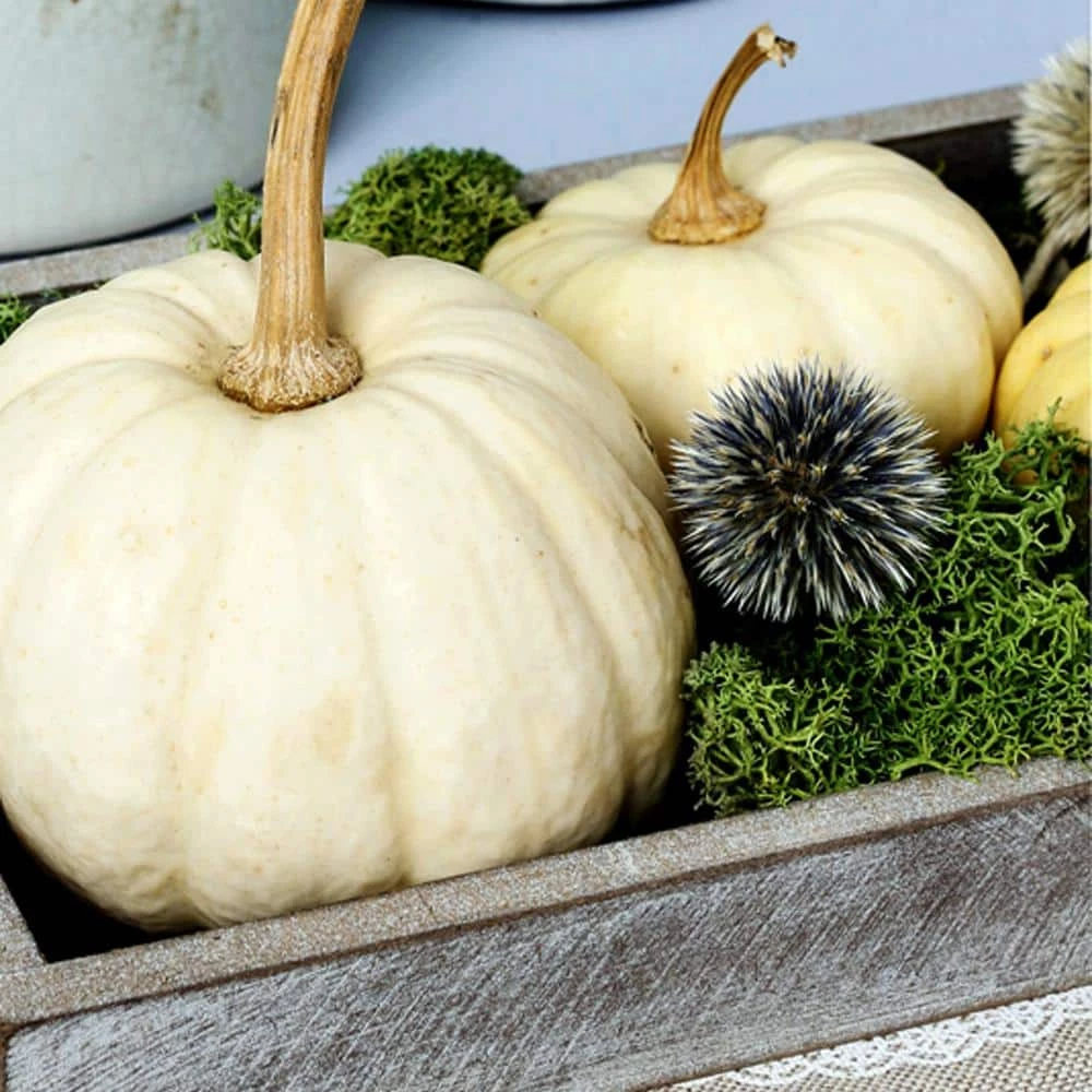 Flash Sale 𧨠3 oz. Reindeer Moss in Dark Green by Mosser Lee 𧨠5 Flash Sale 𧨠3 oz. Reindeer Moss in Dark Green by Mosser Lee 𧨠- Image 5