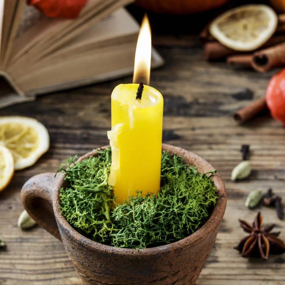 Flash Sale 𧨠3 oz. Reindeer Moss in Dark Green by Mosser Lee 𧨠4 Flash Sale 𧨠3 oz. Reindeer Moss in Dark Green by Mosser Lee 𧨠- Image 4