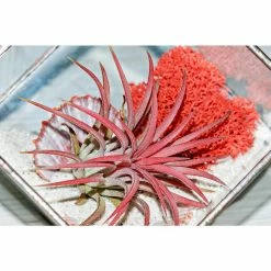 Flash Sale π€© 3 oz. Reindeer Moss Assorted Collection by Mosser Lee βοΈ 11 Flash Sale π€© 3 oz. Reindeer Moss Assorted Collection by Mosser Lee βοΈ -Organic Gardening Shop mosser lee organic potting soil 3020 1f 1000