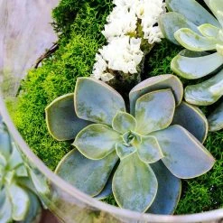 Flash Sale π€© 3 oz. Reindeer Moss Assorted Collection by Mosser Lee βοΈ 12 Flash Sale π€© 3 oz. Reindeer Moss Assorted Collection by Mosser Lee βοΈ -Organic Gardening Shop mosser lee organic potting soil 3020 44 1000