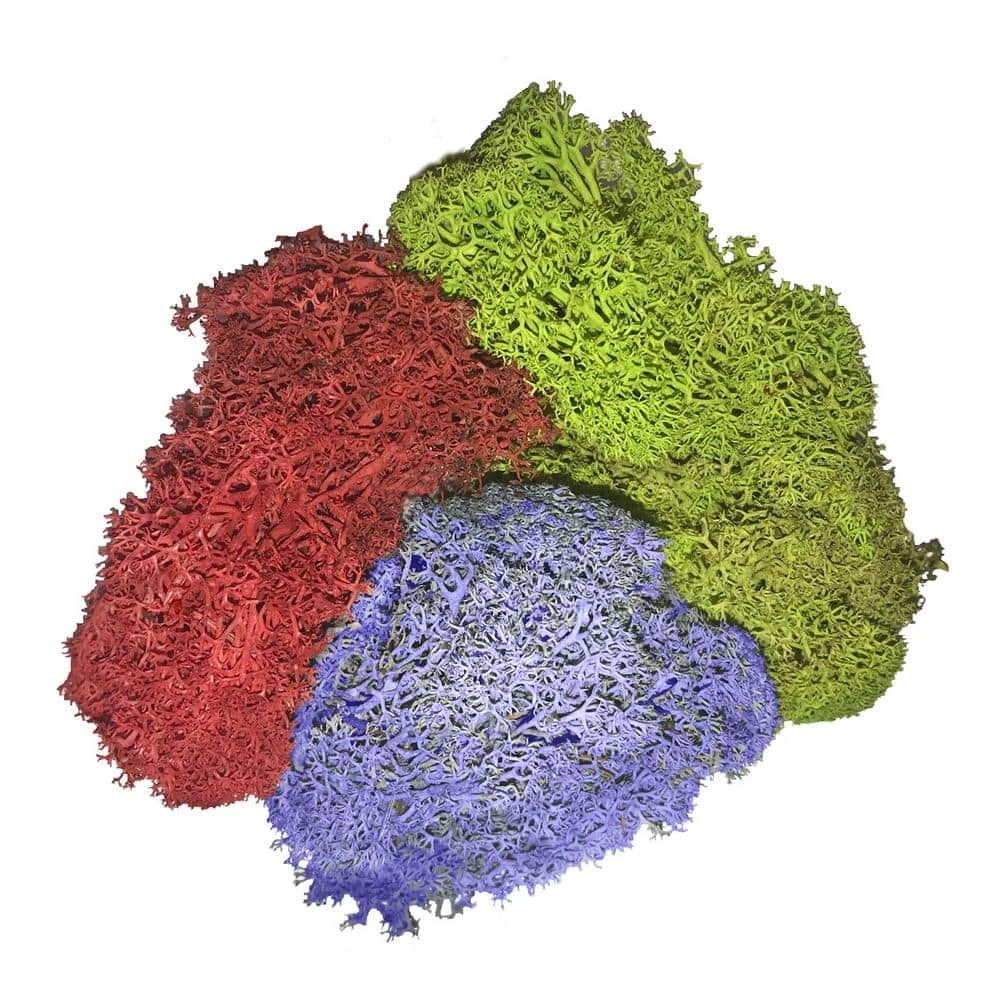 Flash Sale π€© 3 oz. Reindeer Moss Assorted Collection by Mosser Lee βοΈ 2 Flash Sale π€© 3 oz. Reindeer Moss Assorted Collection by Mosser Lee βοΈ - Image 2